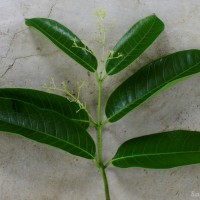 Anodendron parviflorum (Roxb.) I.M.Turner